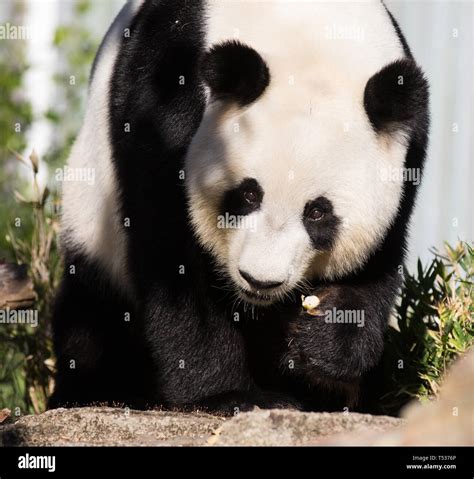Giant Panda Ailuropoda Melanoleuca Or Panda Bear Close Up Of Giant