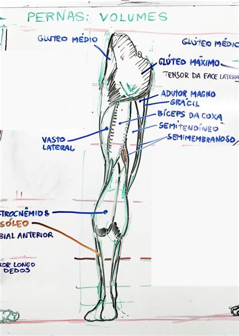 Coxa Vista Lateral Desenho Anatomia Desenho Images My Xxx Hot Girl