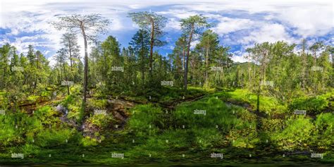360° View Of Stream Flows Through A Thick Green Forest Trees Grass And