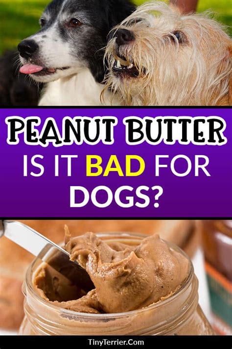 Can Dogs Die From Peanut Butter