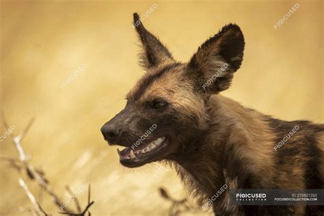 Close Up Of Wild Dog Lycaon Pictus With Mouth Open Serengeti