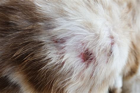 Abscess On Cats Face Cat Meme Stock Pictures And Photos