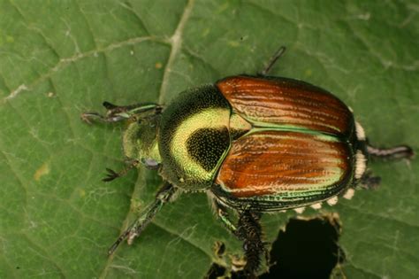 Japanese Beetles Dont Just Show Up They Invade — Plant Something