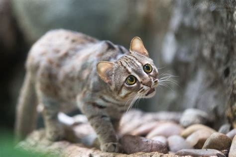 Animal World Records Smallest Wild Cat The Nature Nook