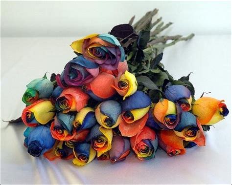 Rainbow Roses All Colors In One Rose
