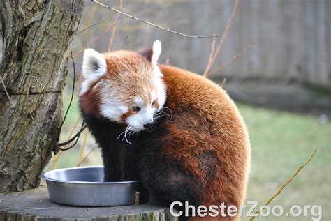 Red Panda A Red Panda Visit Chester Zoo Chester Zoo Flickr