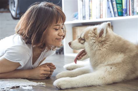 Pet Safety And Wellbeing 9 Products That Make Life Easier For You