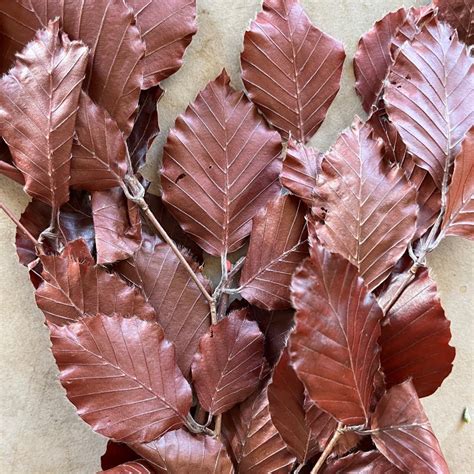 Dried Brown Copper Beech Wholesale Flowers And Diy Wedding Flowers