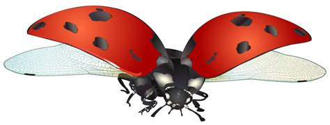Flying Ladybug Png Clip Art Image Gallery Yopriceville High Quality