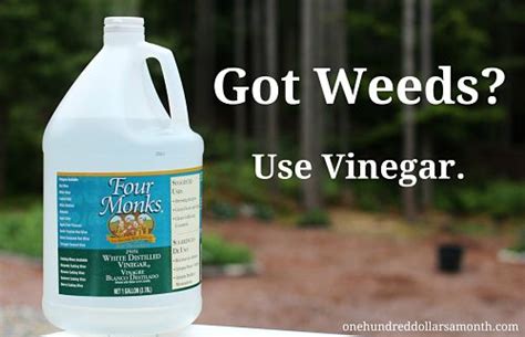 Bleach is actually a highly poisonous material for plants, pets and humans alike. Gardening Tips and Tricks - Vinegar as a Natural Weed ...