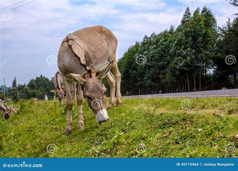 Donkeys Grazing Stock Photo Image Of Side Meadow Trees 49115466