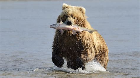 Brown Bear Wildlife Wild Alaska Live