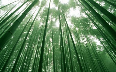 Bamboo Wallpapers Best Wallpapers