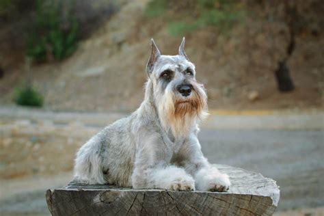 Schnauzer Ear Cropping Everything You Need To Know
