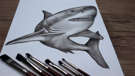 How To Draw A Realistic Shark Step By Step Shark Swimming Sketch