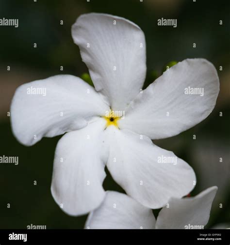 Close Up Of An Interesting White Flower With 5 Petals In A Swirl