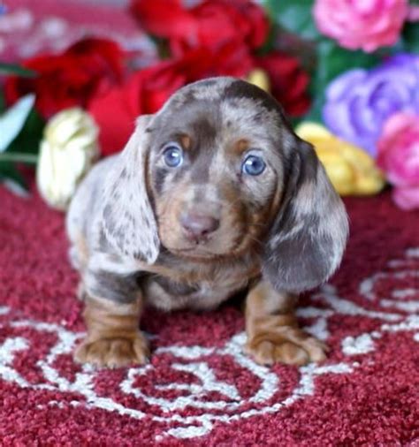 Uptown puppies has the highest quality dachshund puppies from the most ethical breeders in iowa. MGM DACHSHUNDS PAST SOLD PUPPIES, DACHSHUND BREEDER ...