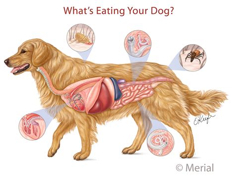 Anatomy Of A Dog Organs