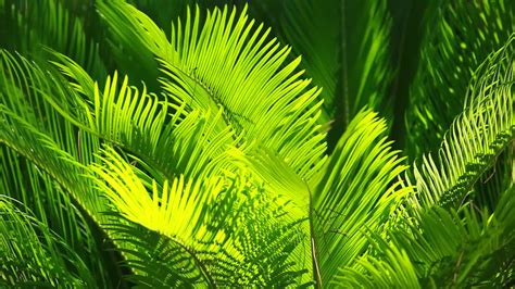 Palm Leaves Wallpaper 37 Images