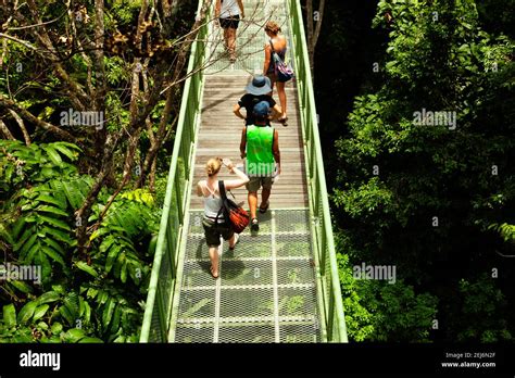 Sepilok Malaysia Visitors On The Elevated Canopy Walk At The Rainforest