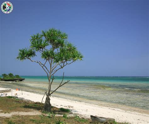 Nyali Beach Mombasa Nyali Is Known For Its Many High Class Hotels