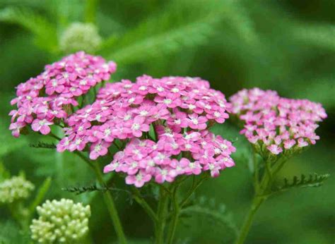 How To Use Yarrow As Companion Plants For Your Garden Plants Heaven
