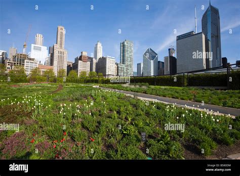 Lurie Garden Millennium Park Chicago Illinois United States Of
