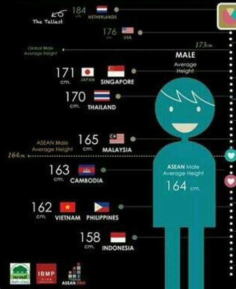 Average Height Of Malaysian Male