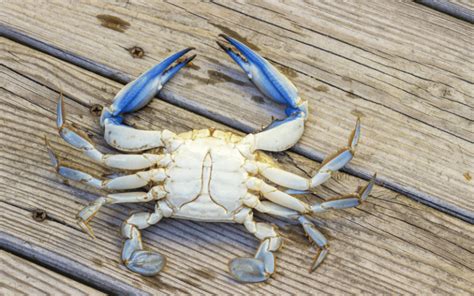How To Identify Male Vs Female Blue Crabs Crabbing Fisherman First