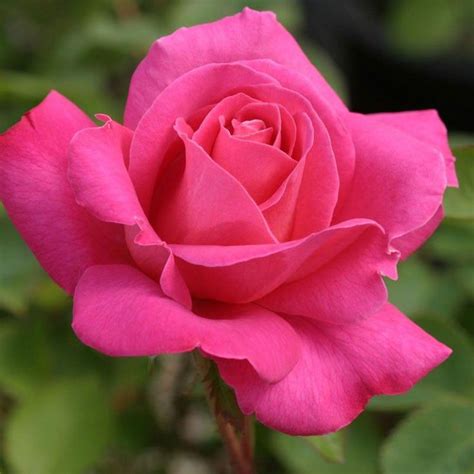 Available for sydney and australia wide delivery. fragrant hybrid tea roses australia #Hybridtearoses ...