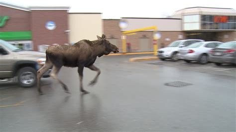Moose On The Loose In Corner Brook Gets Police Escort Cbc News