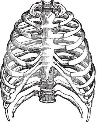 Vintage medical book callender's surgical anatomy 1952 photos illustrations. Anatomy: Human Skeleton Coloring, Human Heart Coloring, Pulmonary Circulation Coloring