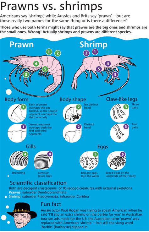 The Difference Between Prawns And Shrimp R Coolguides