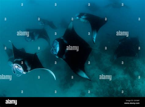 Manta Rays In Maldives Underwater School Of Manta Rays Community