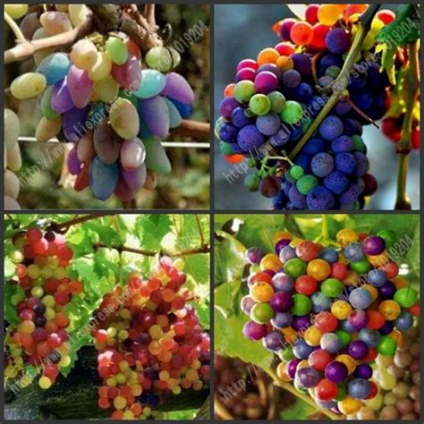 Popular Rainbow Grapes Buy Cheap Rainbow Grapes Lots From