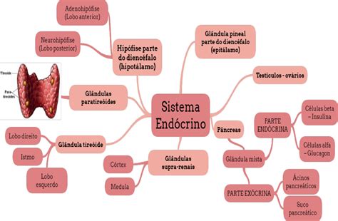 Mapa Mental Do Sistema End Crino Edulearn