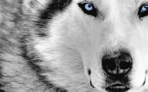 Gray Wolf ~ Animals World