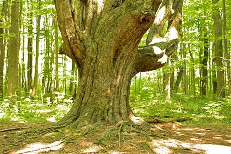Massive Elm Deep In The Forest Stock Photo Image Of Hiking America