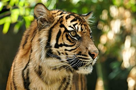 Sumatran Tiger Conservation Project Habitat Destruction P Flickr