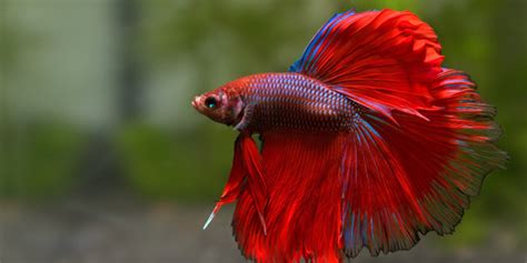 10 Most Colorful Freshwater Fish The Aquarium Guide