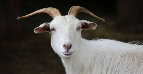 robert steven newman wiltshire man banned from farms after admitting sex with a goat huffpost