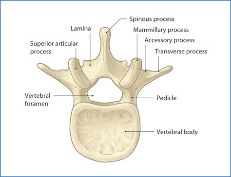 Superior View Of Lumbar Vertebrae