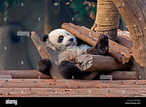 Joven Cachorro De Panda Gigante En Chengdu Base De Investigación De