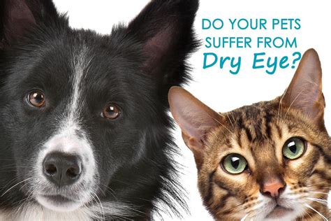 Is Your Dog Or Cat Suffering From Dry Eye Allivet Pet