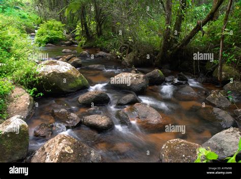 Woodland Stream On Zomba Plateau Malawi Stock Photo Alamy