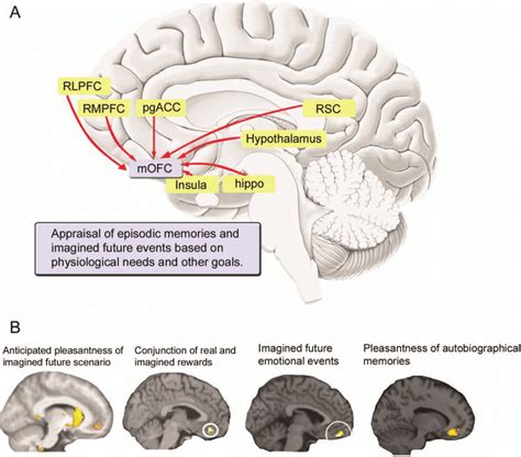 contributions of medial ofc to emotion a schematic overview of download scientific diagram