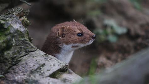 Weasel Mustela Nivalis British Wildlife Centre Flickr