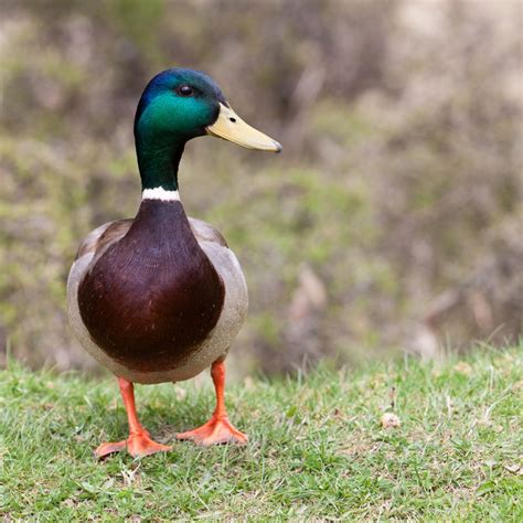 Mallard Ducks Must Know Facts