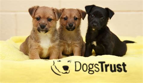 Dogs Trust Gets 370 Requests To Surrender Dogs After Last