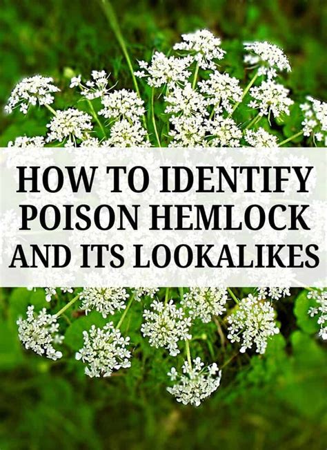 How To Identify Poison Hemlock And Its Lookalikes • New Life On A